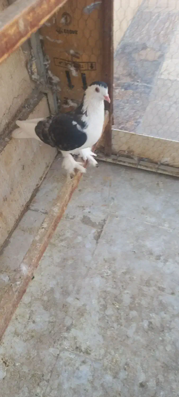 کفتر چادری نر پا چکمه عالی وسالم|پرنده|تهران, گلچین|دیوار