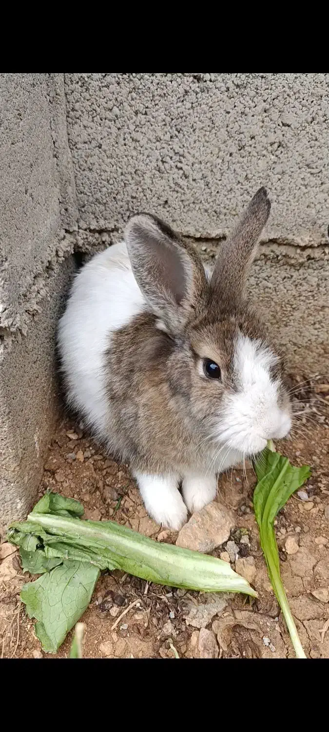 خرگوش|موش و خرگوش|یاسوج, |دیوار