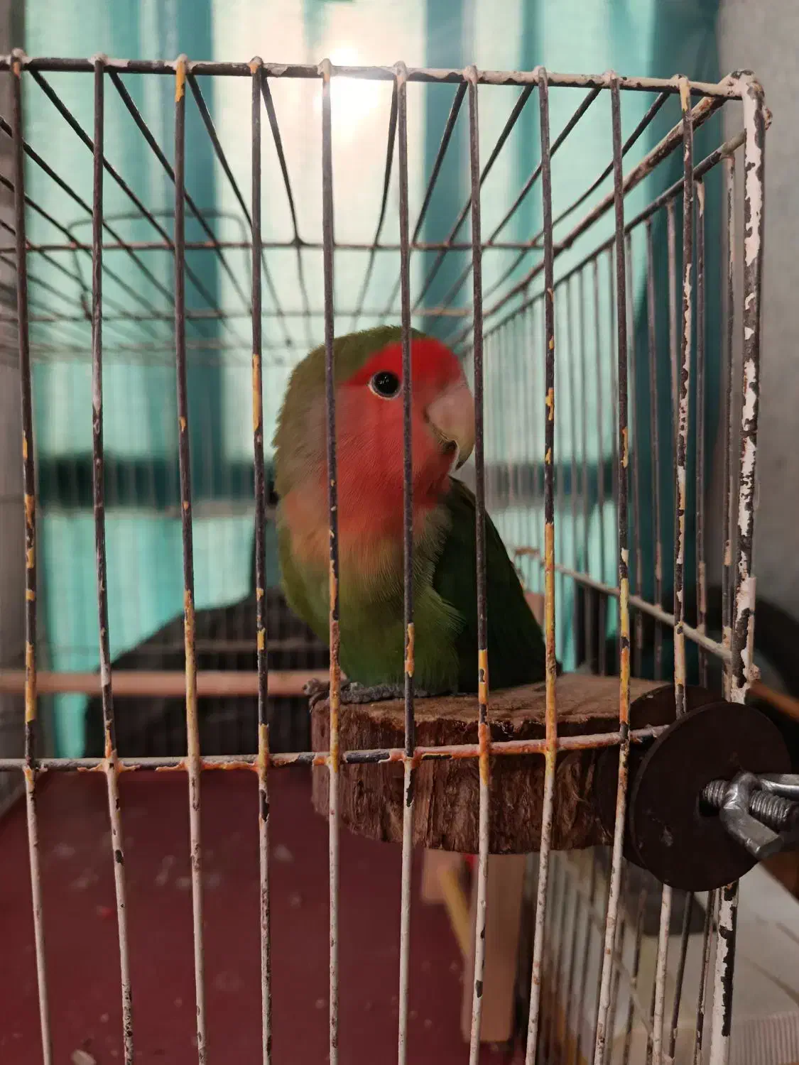 طوطی دستی|پرنده|کرج, استاندارد|دیوار