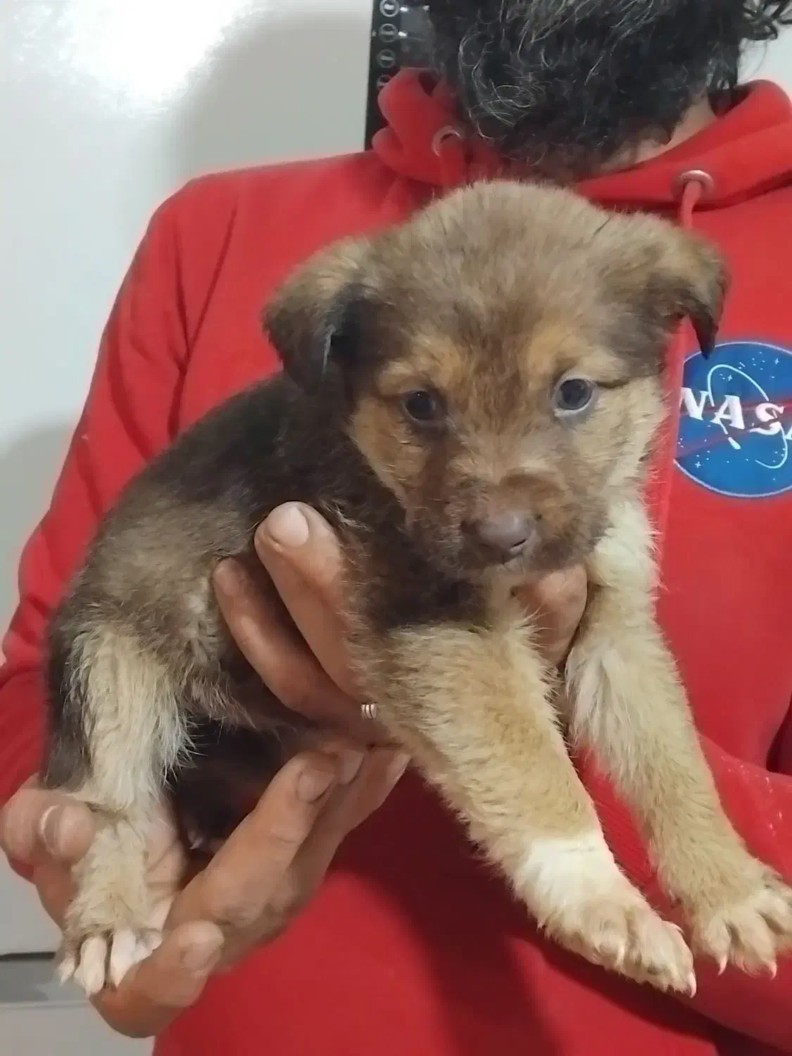 واگذاری پت هایه پاکوتاه ومینیاتوری|سگ|تهران, شهرک آپادانا|دیوار