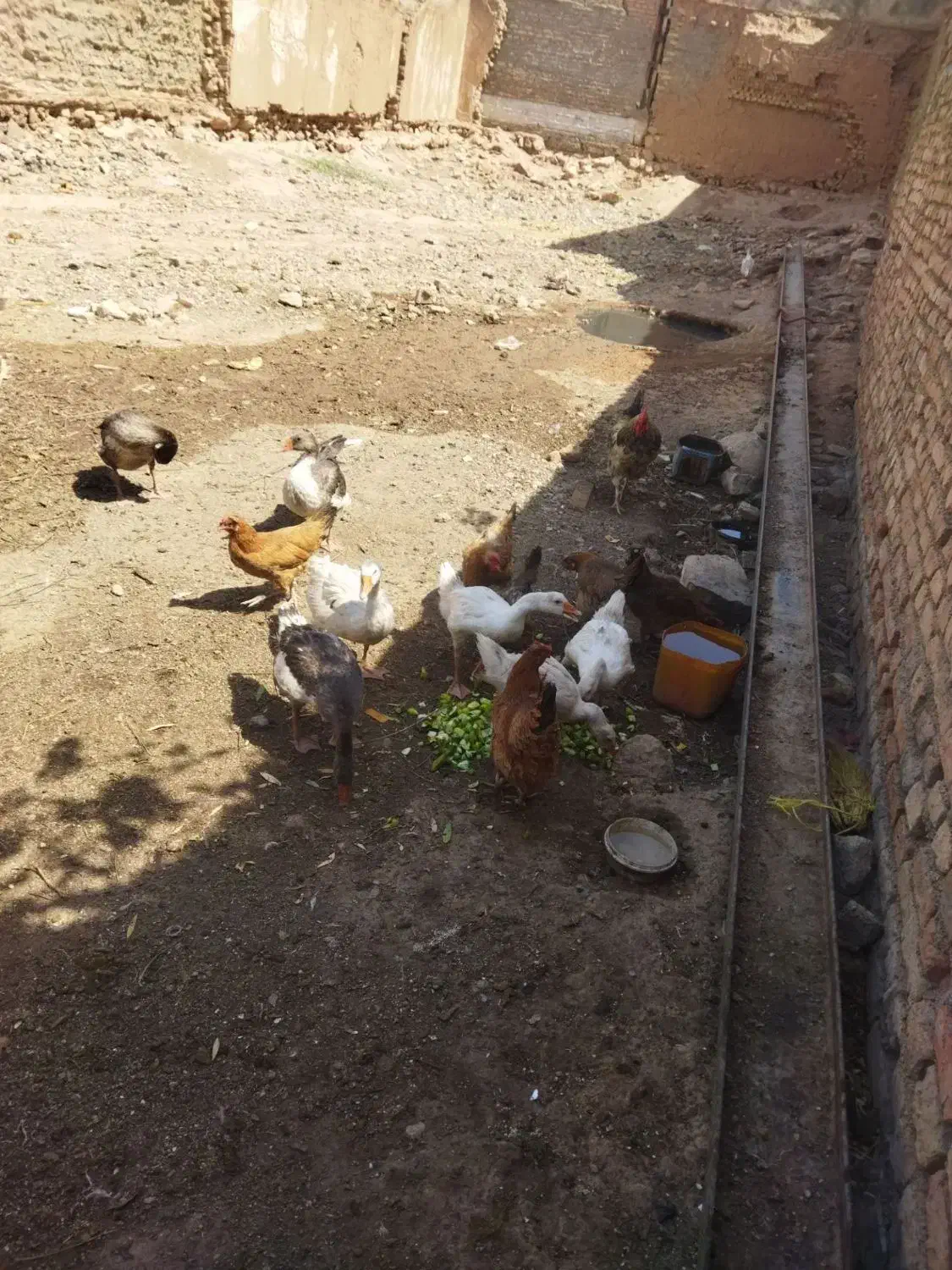 غاز|حیوانات مزرعه|کوهدشت, |دیوار