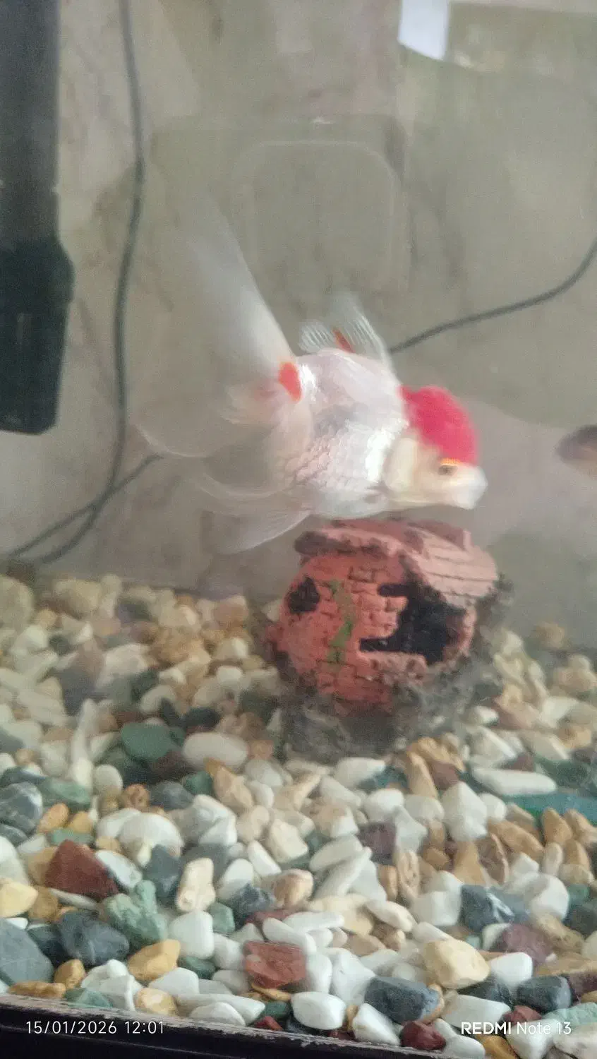 فروش ماهی گلد فیش|ماهی|شهرکرد, |دیوار