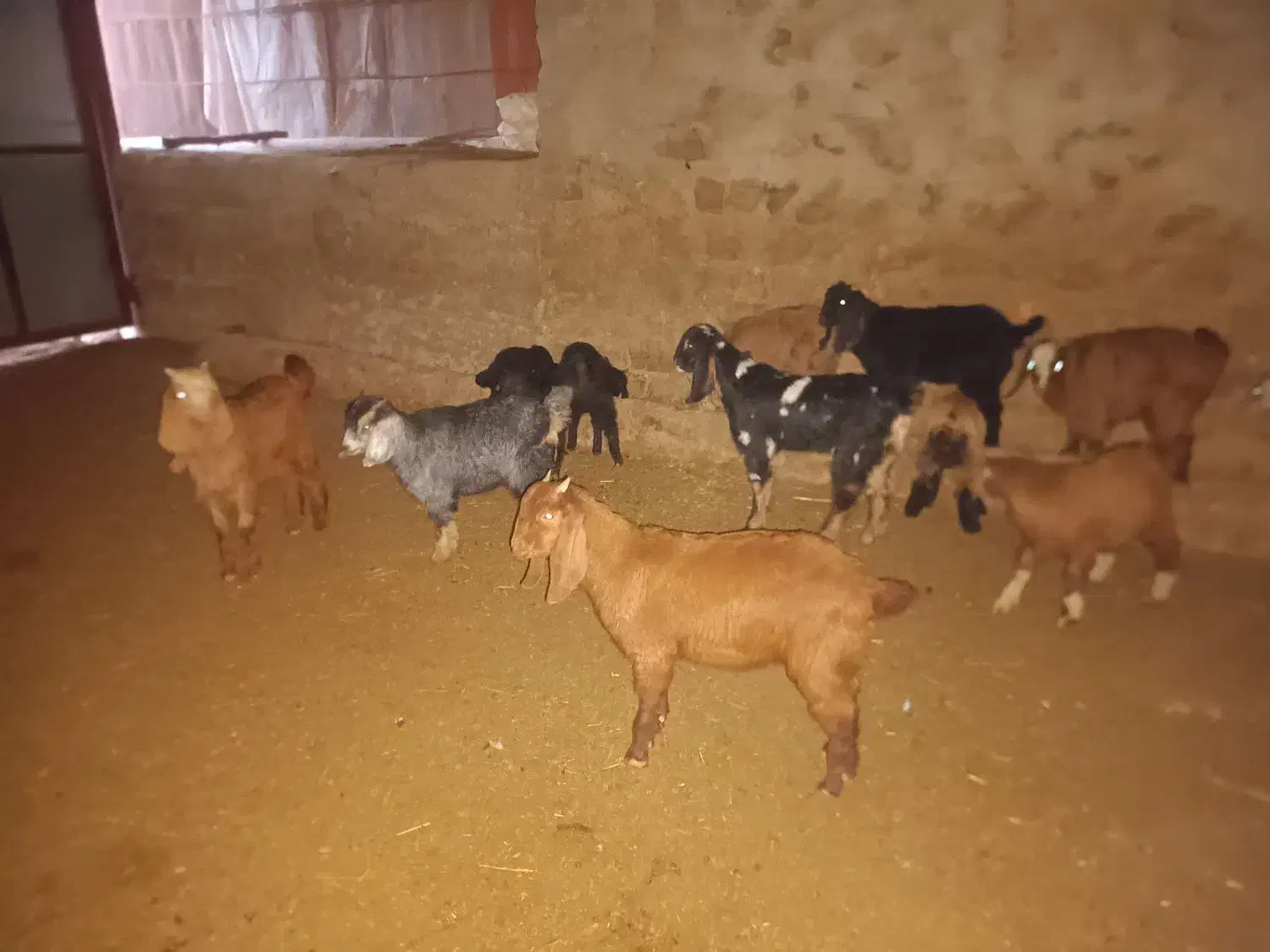 بزوبزغاله|حیوانات مزرعه|چگنی, |دیوار