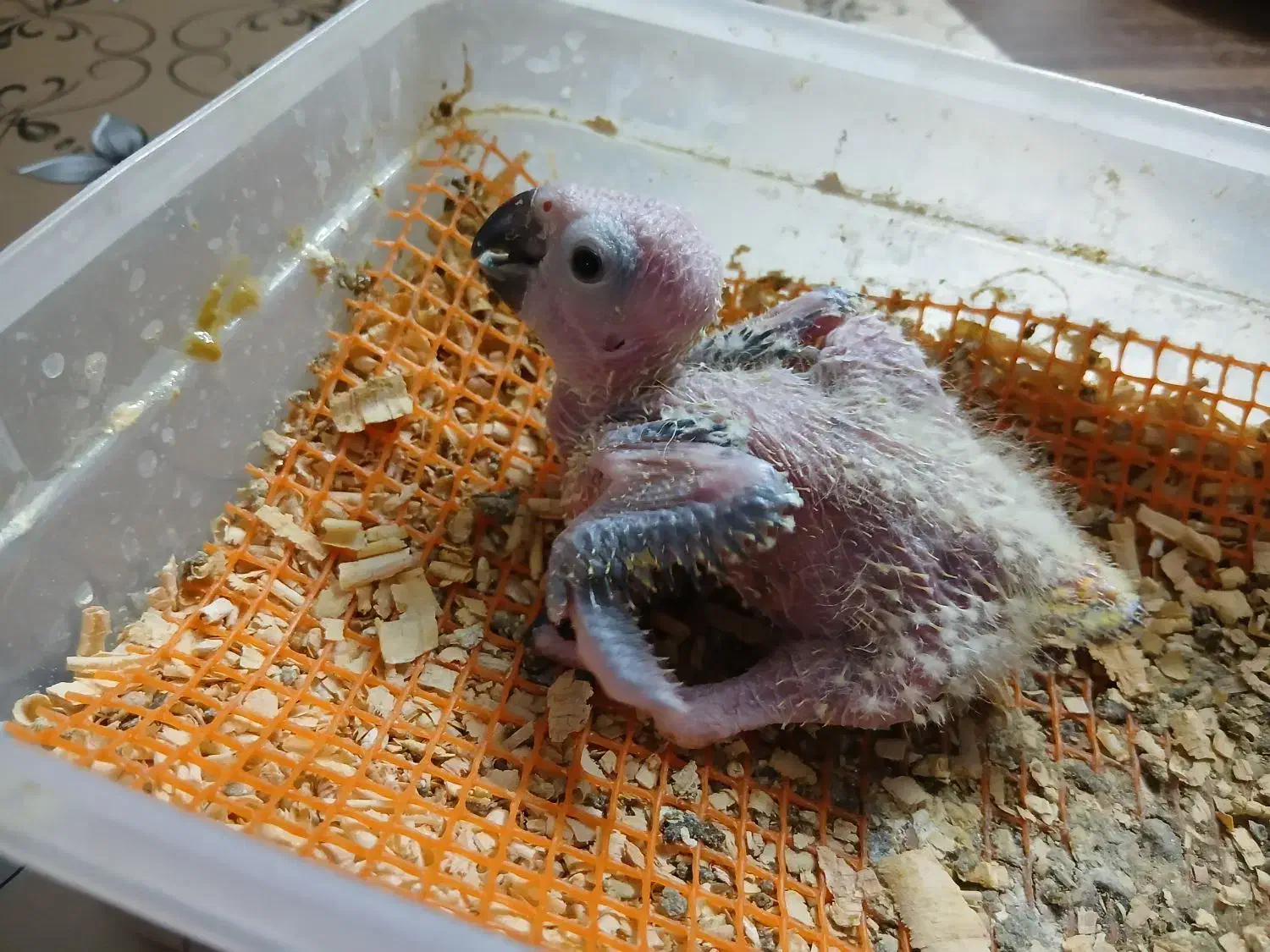 ۴عدد جوجه عروس هلندی دونخور دستی|پرنده|خمینی‌شهر, |دیوار