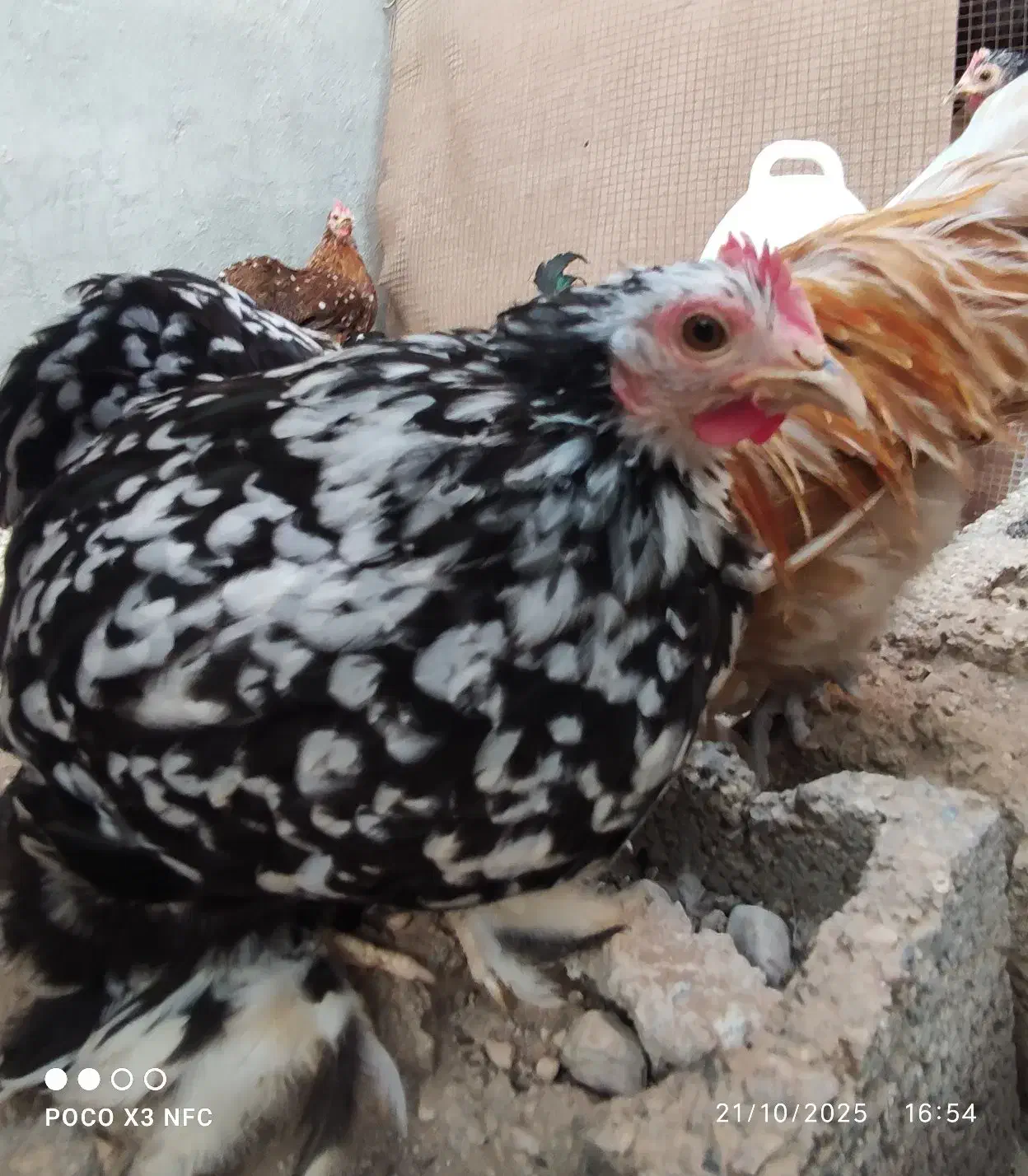 مرغ و خروس محلی ، کوشین و یک جفت لهستانی|حیوانات مزرعه|خورموج, |دیوار