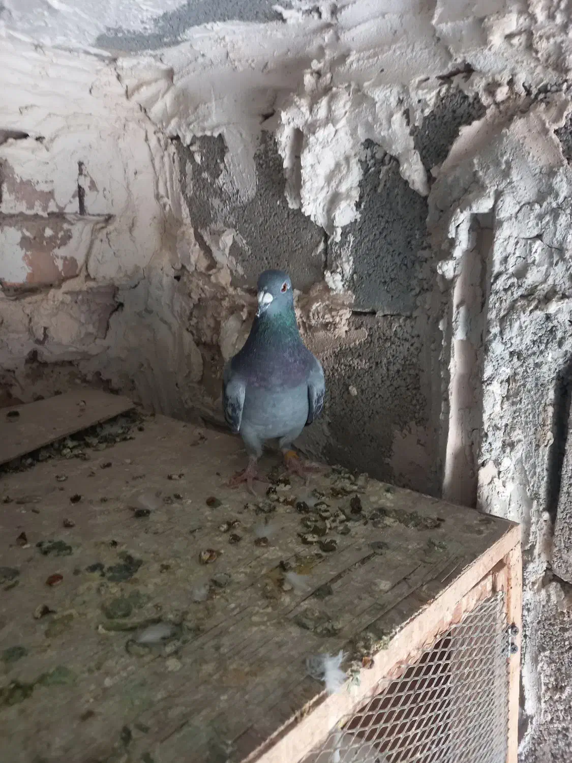 دوتا پلاکی هنوز یکی الا دوتا دیگه تا سر بندهوای|پرنده|مرودشت, کناره|دیوار