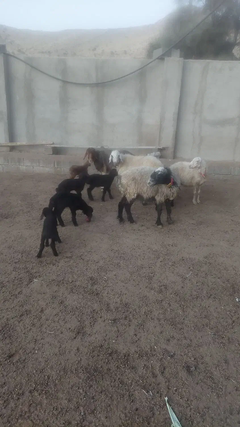 گوسفند بره دار|حیوانات مزرعه|شیراز, باجگاه|دیوار