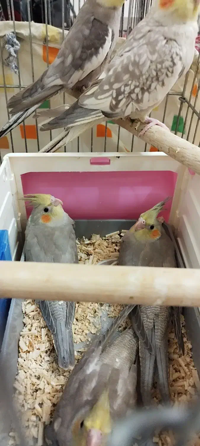 عروس هلندی زیبا و کشیده|پرنده|کلاچای, |دیوار