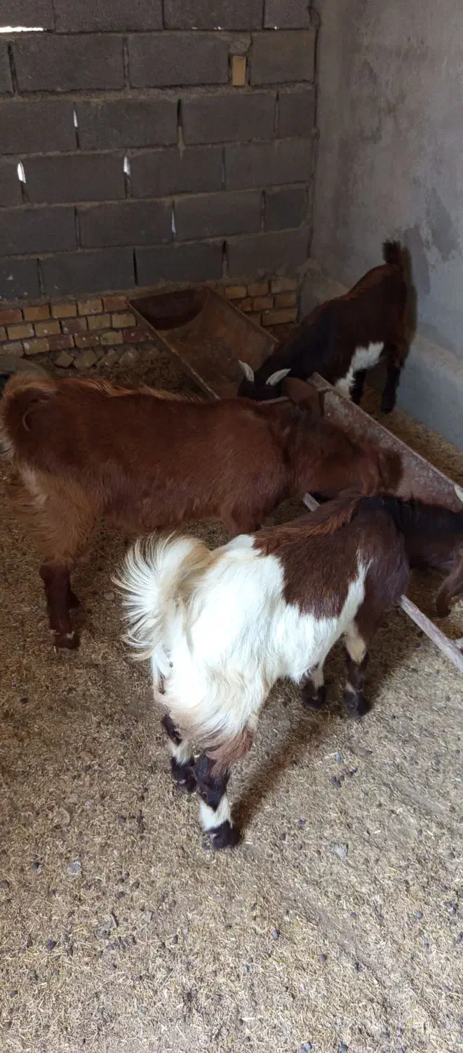 بزغاله نر|حیوانات مزرعه|انبارآلوم, |دیوار