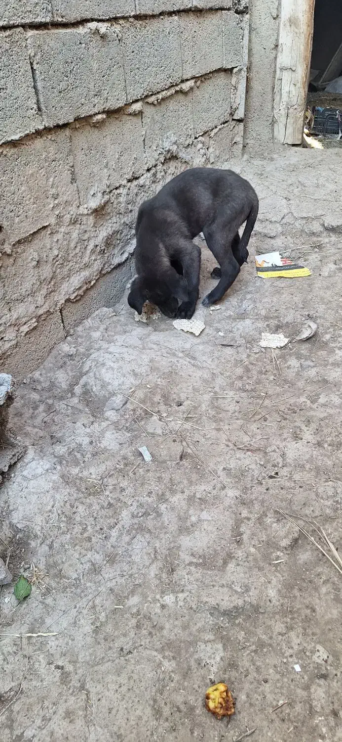 سگ عراقی|سگ|ورزقان, |دیوار