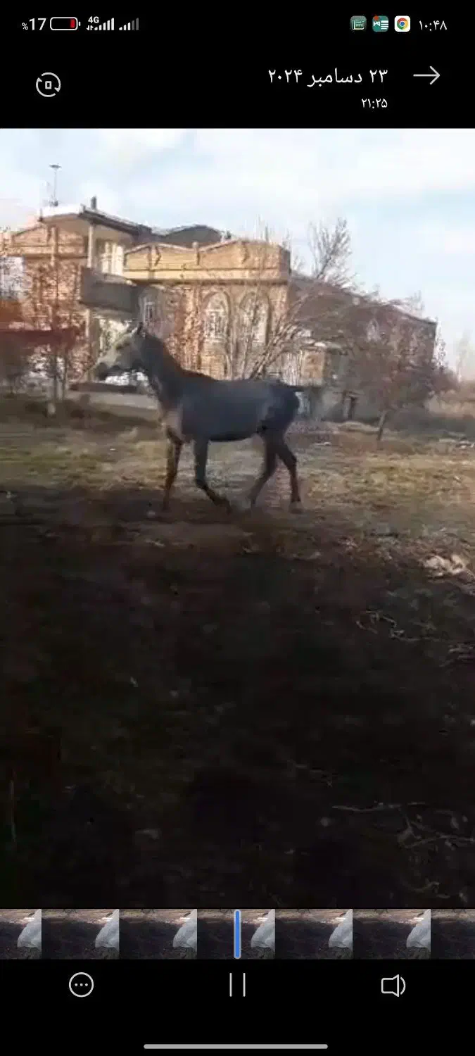 اسب اخته اصل کوردی ۷ساله|اسب و تجهیزات اسب‌سواری|سیلوانه, |دیوار