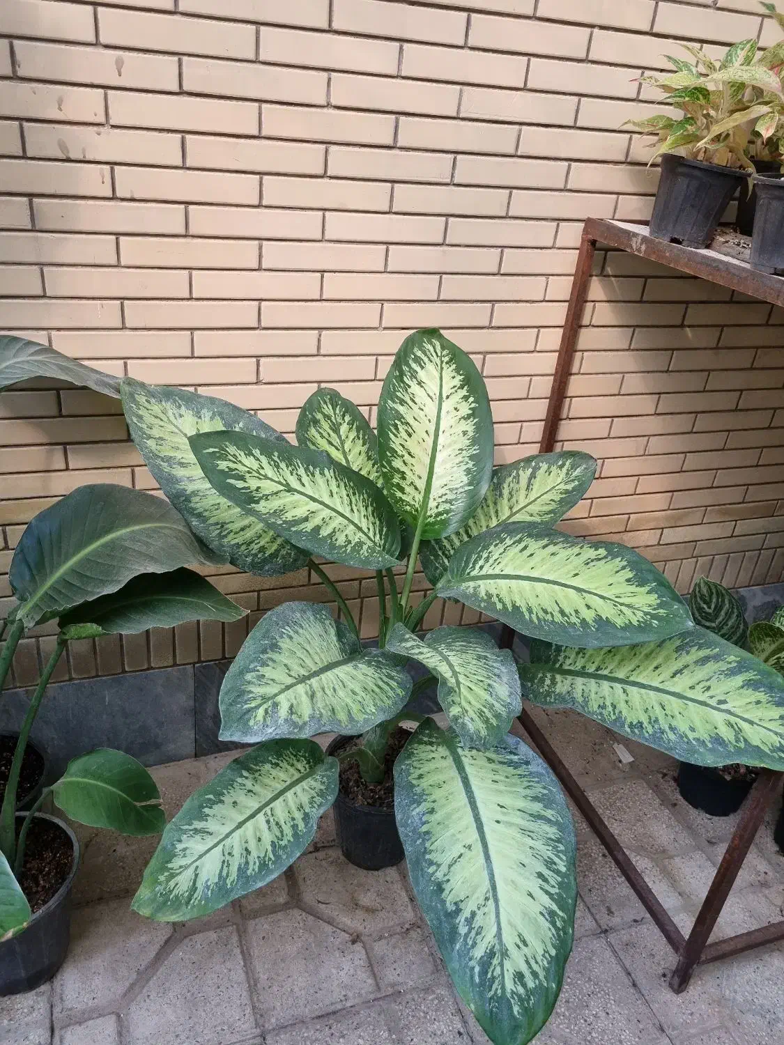 برگ عبایی، دیفن باخیا، بن سای لیندا|گل و گیاه طبیعی|شیراز, شهرک والفجر|دیوار