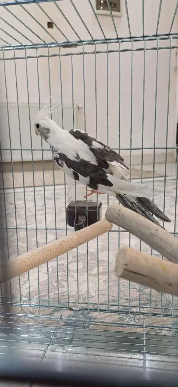 عروس هلندی|پرنده|سیرجان, |دیوار