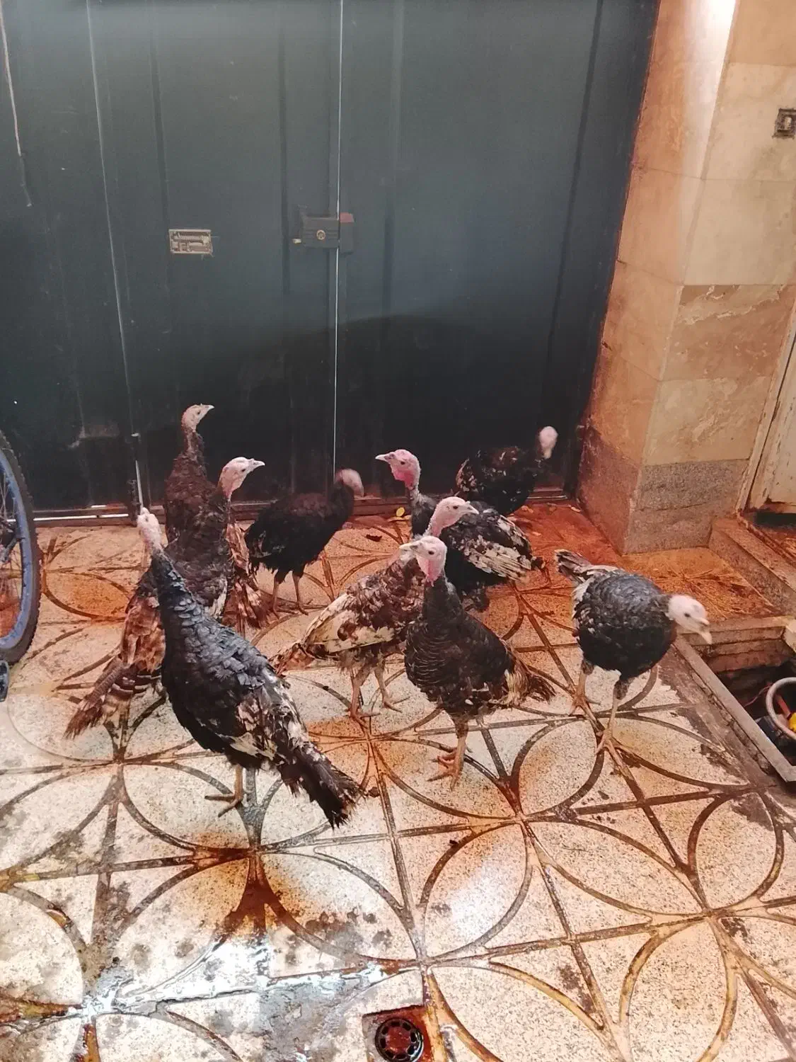 بوقلمون نر|حیوانات مزرعه|رباط‌کریم, الارد|دیوار