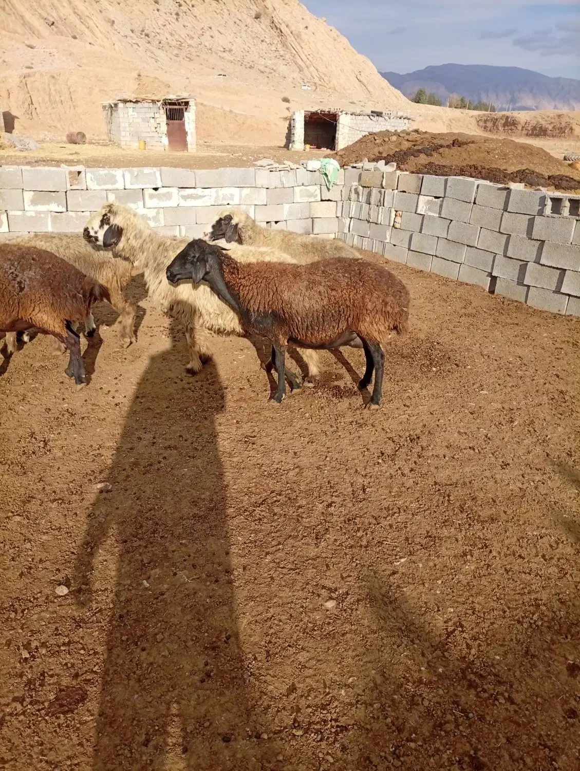 میش بره دار|حیوانات مزرعه|درودزن, |دیوار