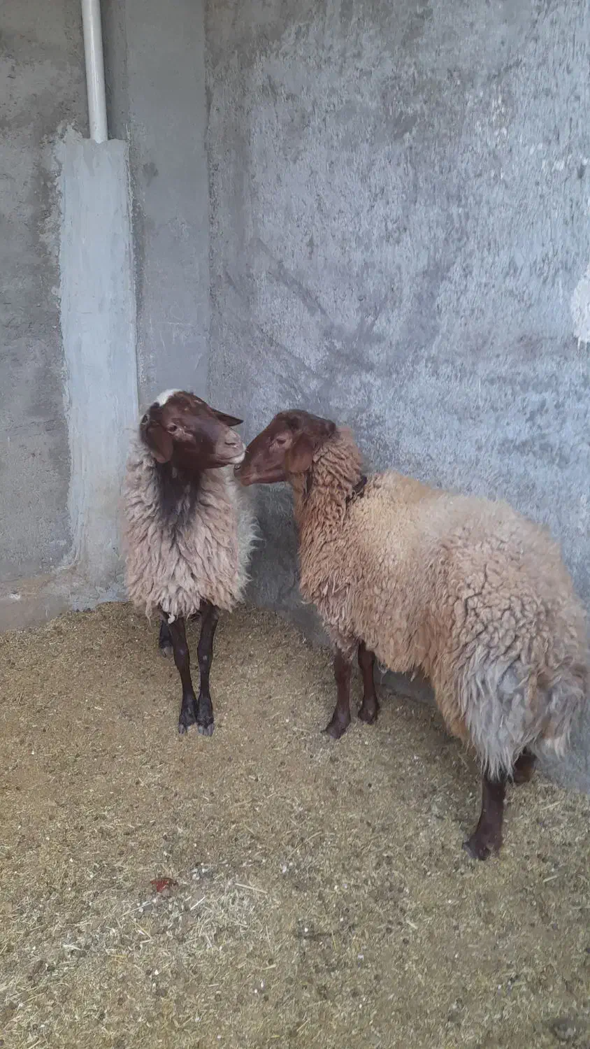 گوسفند|حیوانات مزرعه|کاشان, لتحر|دیوار