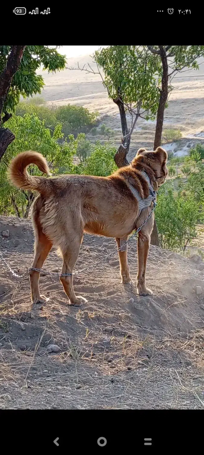 سگ نر سرابی خیلی خوش رنگ اصیل|سگ|مراغه, |دیوار