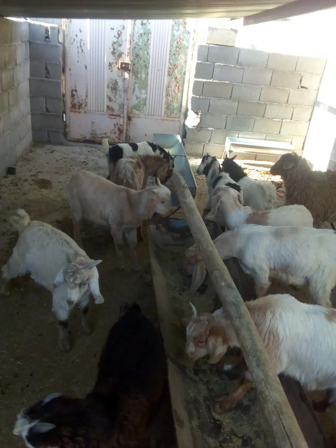 بزغاله|حیوانات مزرعه|شهرضا, |دیوار