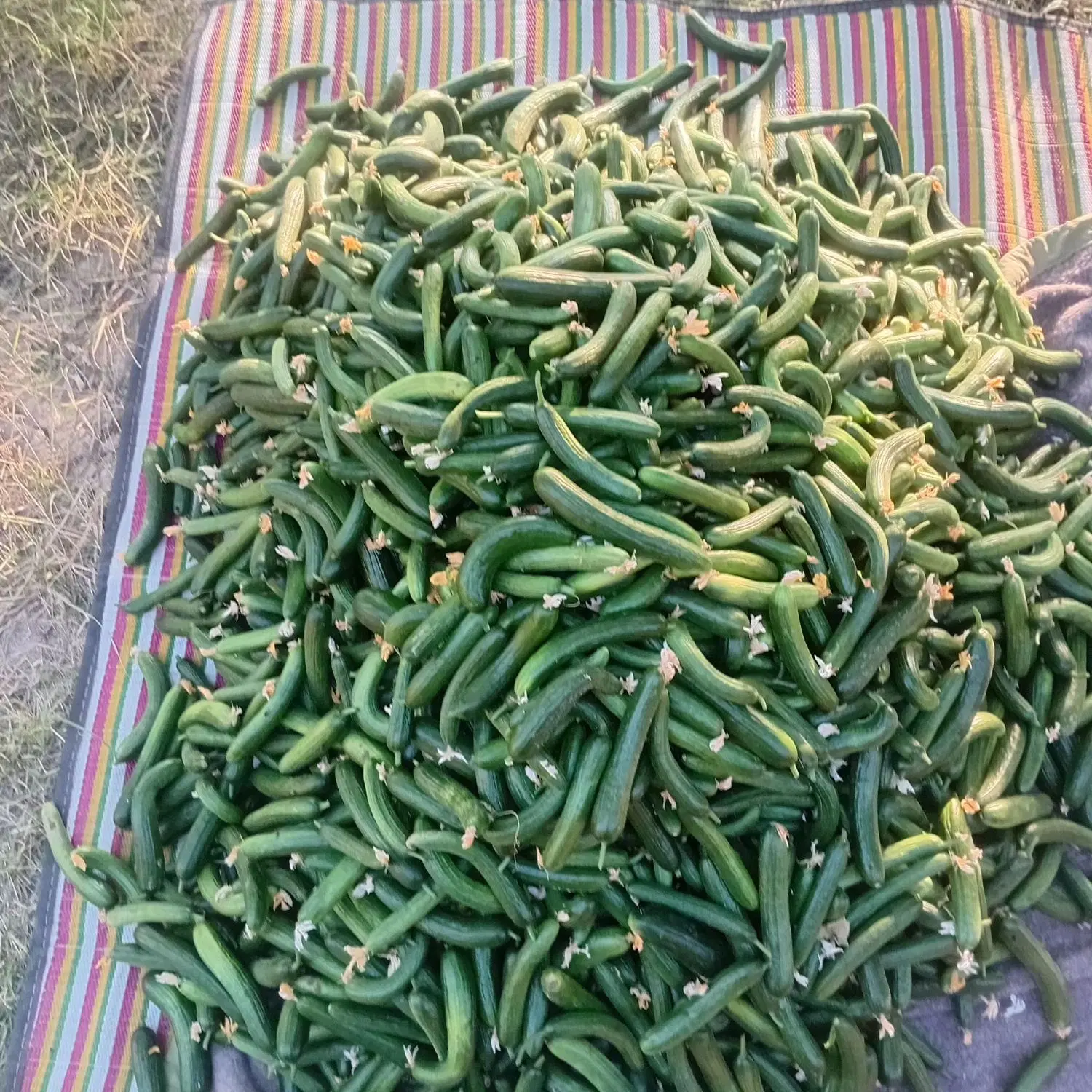 خیار|خوردنی و آشامیدنی|نوشین شهر, |دیوار