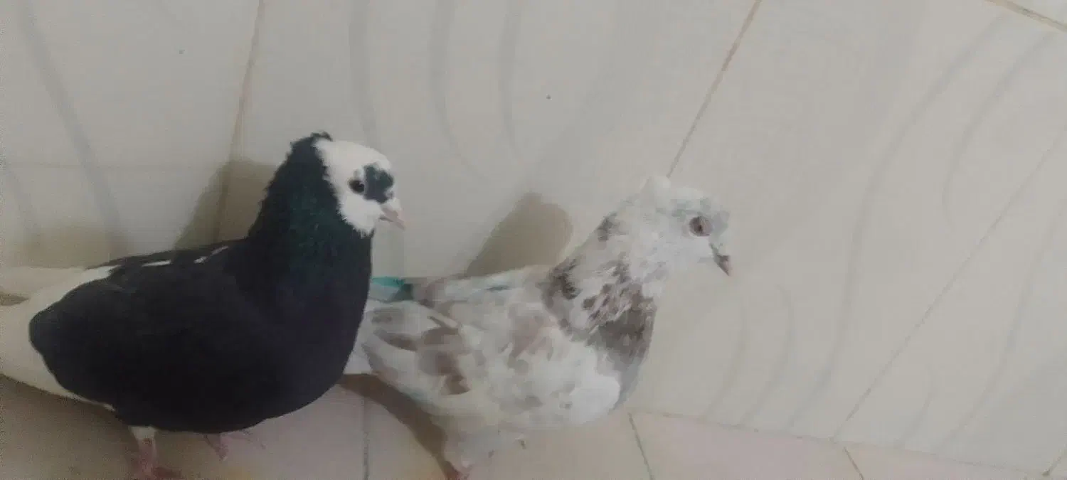 دوتاکبوترنرگرفتنی حریف هردوتاش نربغورمست|پرنده|جغتای, |دیوار