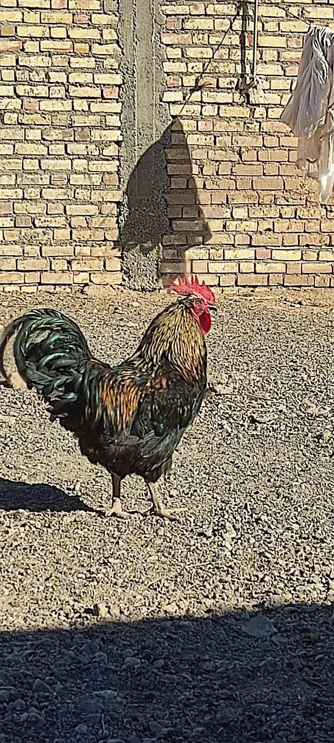 مرغ و خروس فروشی|حیوانات مزرعه|تربت جام, المهدی|دیوار