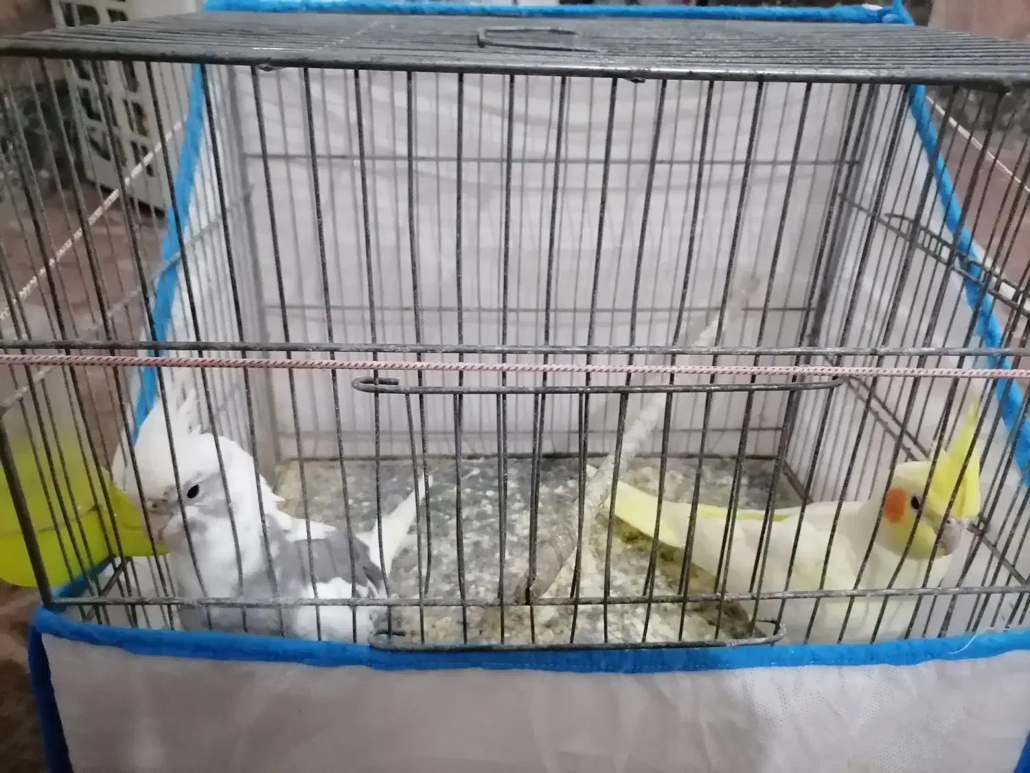 عروس هلندی|پرنده|گنبد کاووس, |دیوار