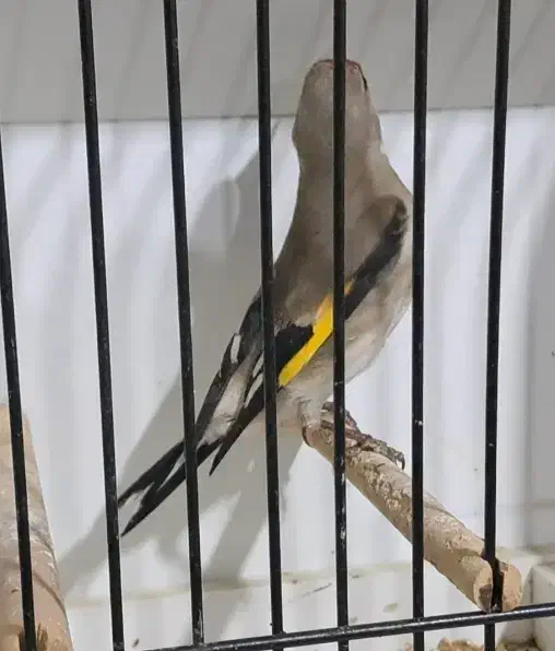 سهره کرمونی درشت|پرنده|خرمدره, |دیوار