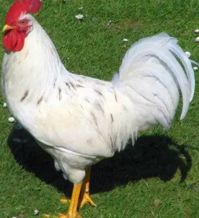 خروس محلی|حیوانات مزرعه|نکا, |دیوار