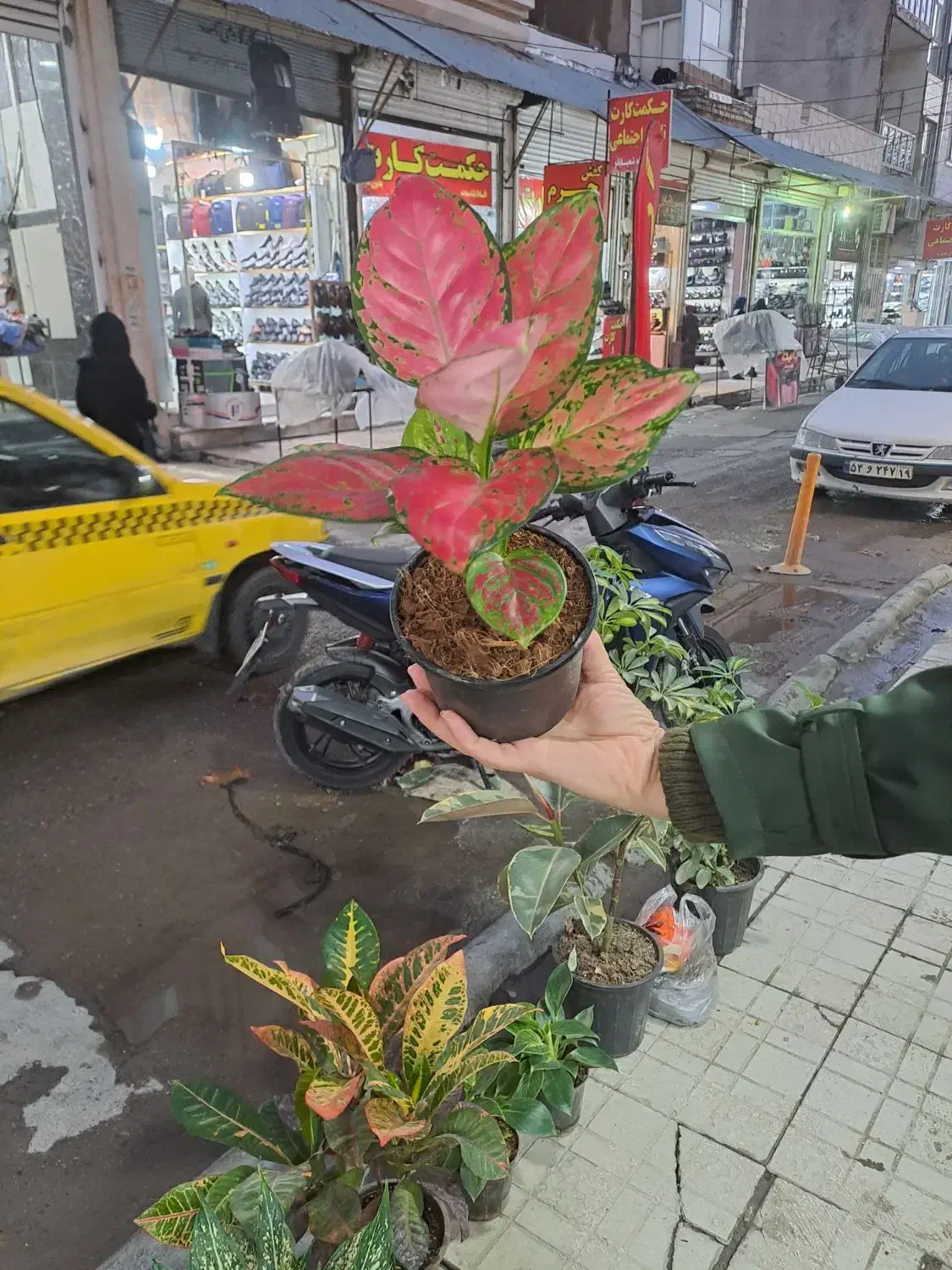 گل رنگارنگ|گل و گیاه طبیعی|کرمانشاه, |دیوار