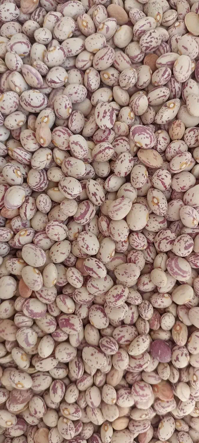 لوبیا چیتی درجه یک سرحد|خوردنی و آشامیدنی|شیراز, سعدیه شمالی|دیوار