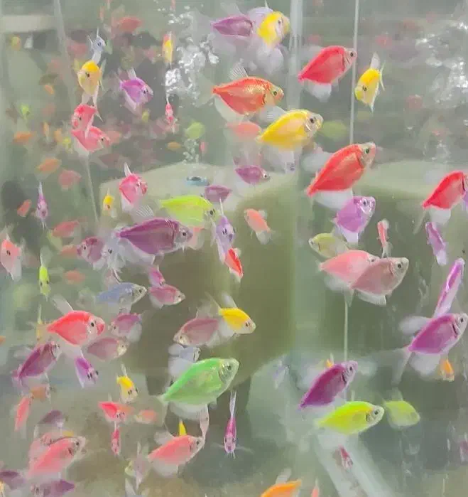 ماهی کالر وید|ماهی|کنگاور, |دیوار