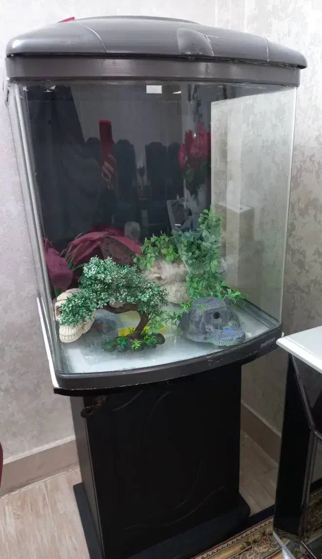 آکواریم|ماهی|قرچک, زیبا شهر|دیوار