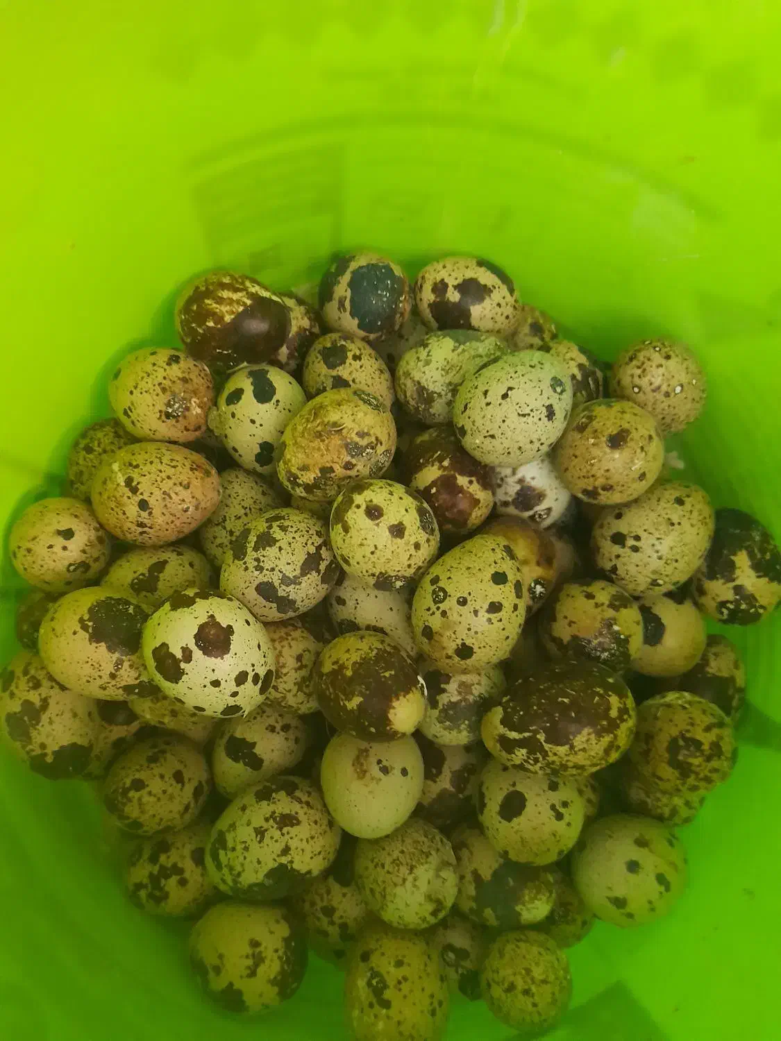 تخم بلدرچین  خوراکی|حیوانات مزرعه|یزد, |دیوار