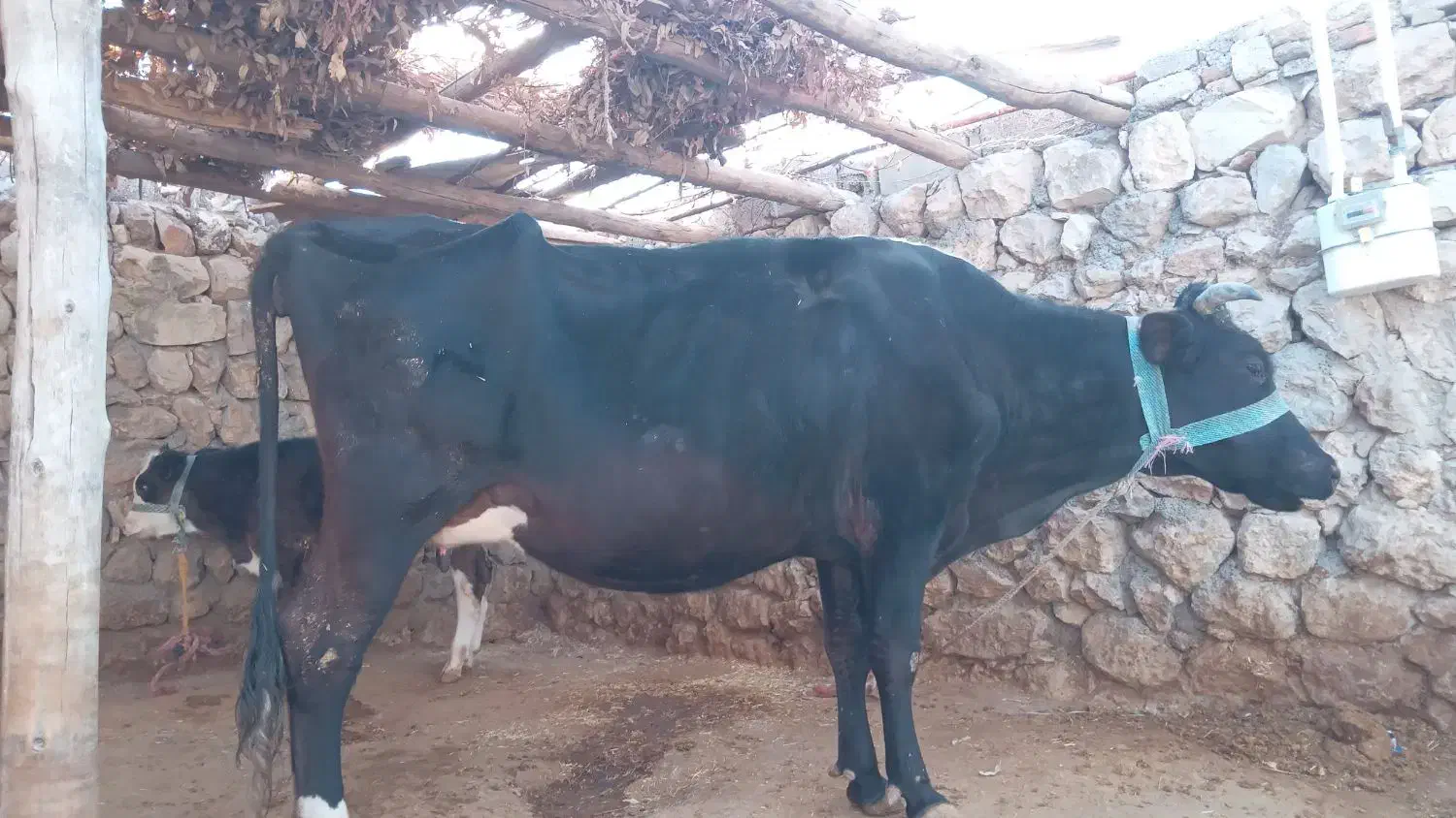 گاو بهمراه گوساله برای فروش|حیوانات مزرعه|ایذه, |دیوار