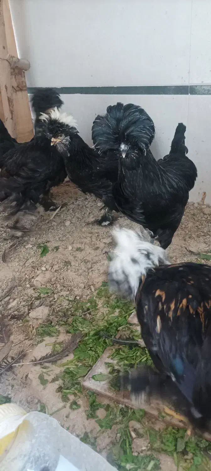 مرغ سلطان|حیوانات مزرعه|بندر دیر, |دیوار