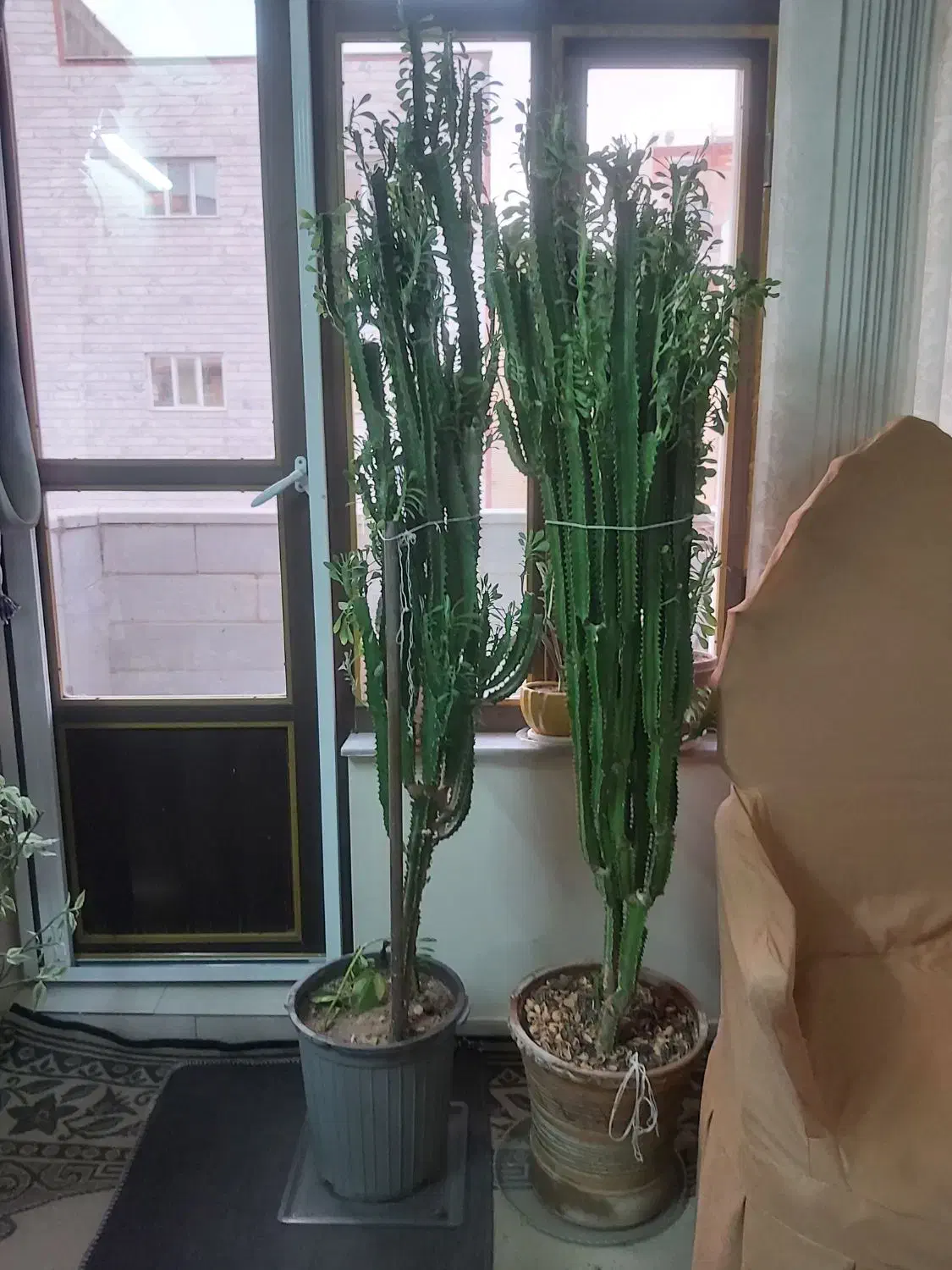 گل افوربیا|گل و گیاه طبیعی|تبریز, |دیوار