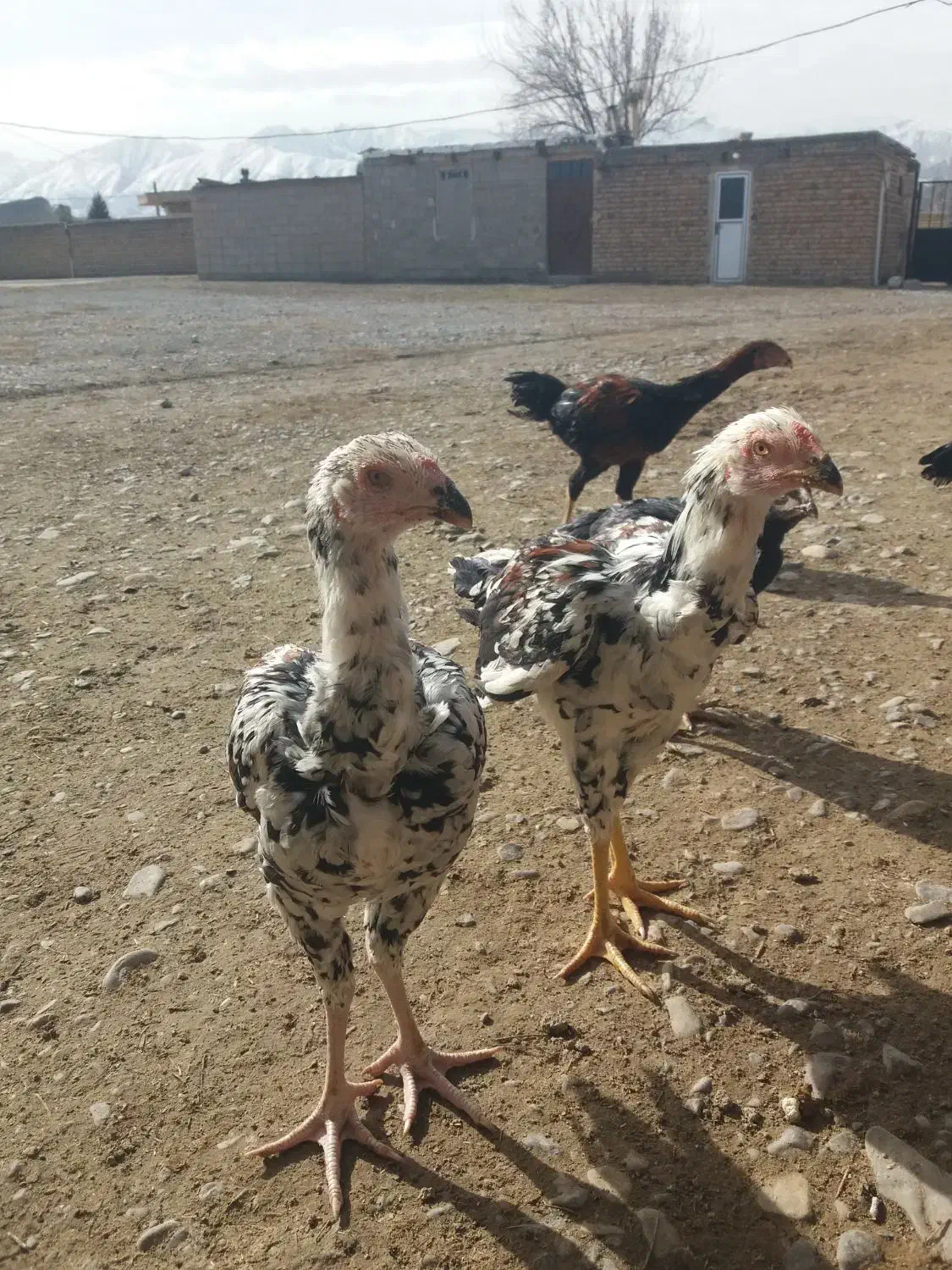 خروس لاری|حیوانات مزرعه|مشهد, یاس|دیوار