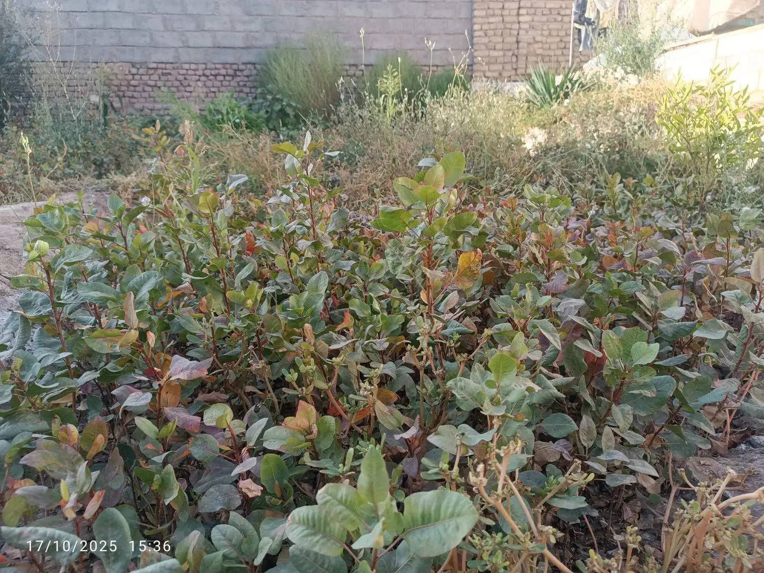 نهال پسته یکساله|خدمات باغبانی و درختکاری|شهرآباد, |دیوار