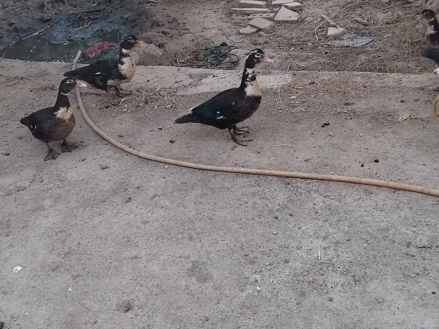 اردک|حیوانات مزرعه|محمدبار, |دیوار