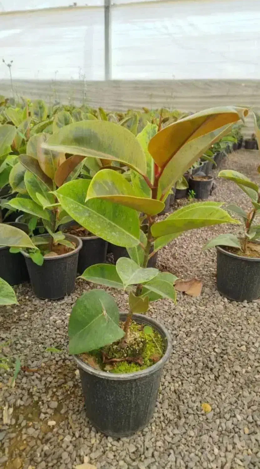 حراجفیکوس|گل و گیاه طبیعی|اسلامآباد غرب, |دیوار