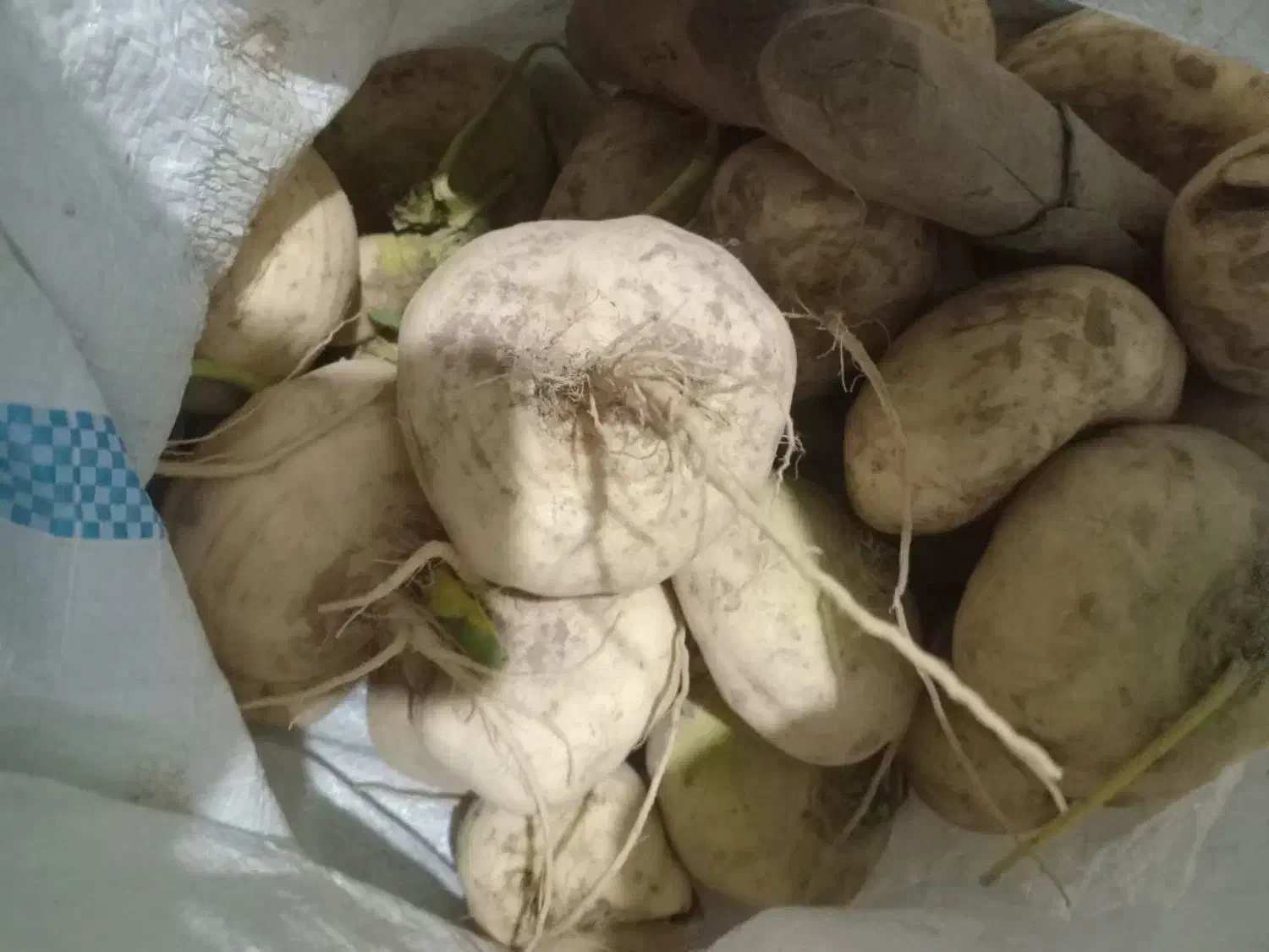 شلغم کوچک وبزرگ|خوردنی و آشامیدنی|سربیشه, |دیوار