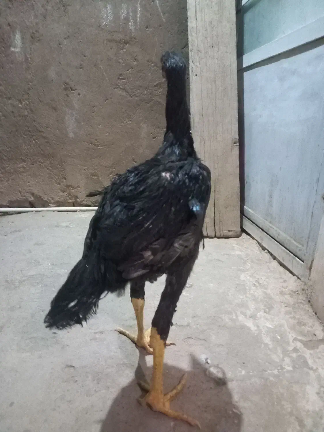 خر س شاموتیغ مشکی ونوچه مشکی وطوسی|حیوانات مزرعه|قم, شاه ابراهیم|دیوار