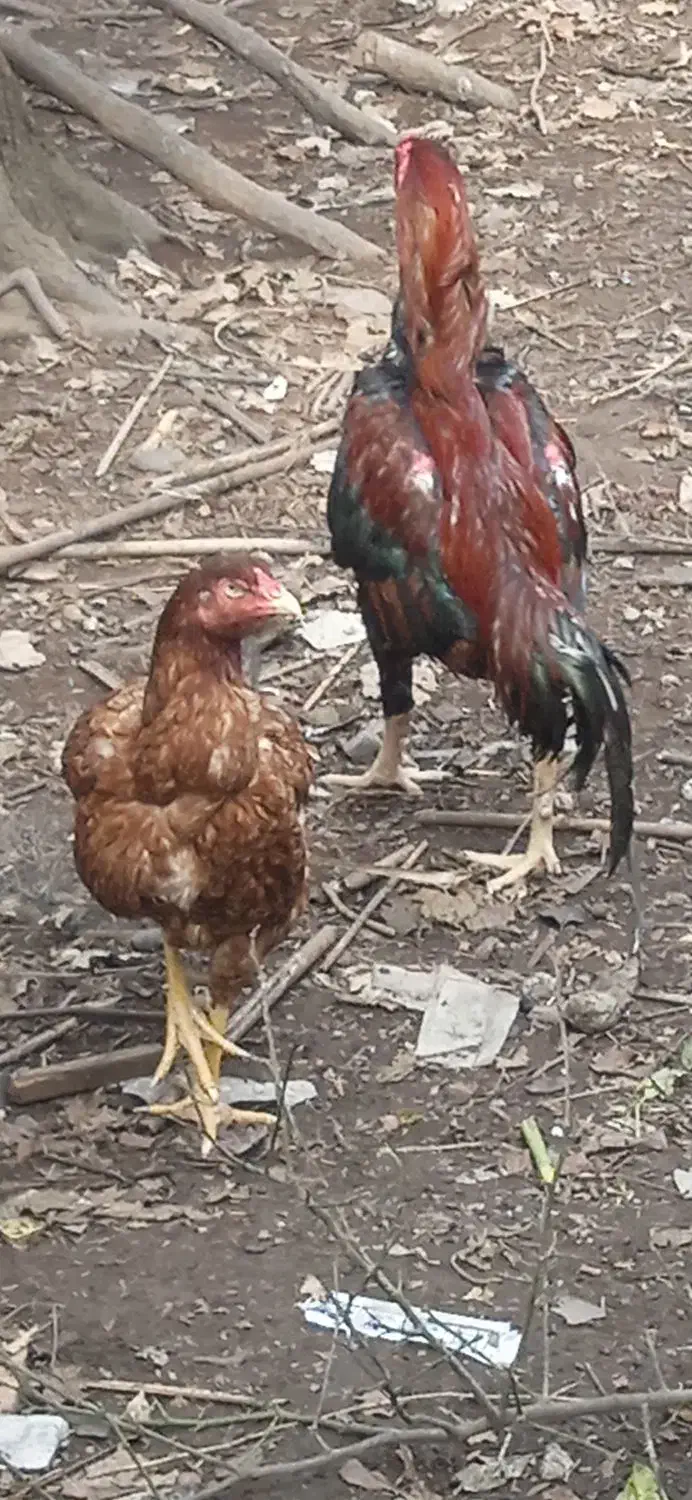 تخم لاری|حیوانات مزرعه|کوچصفهان, |دیوار