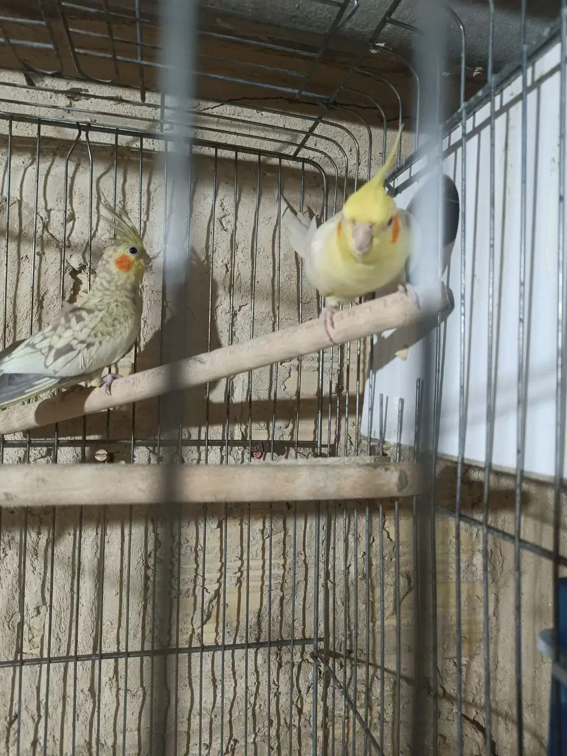 عروس هلندی نر و ماده جفت|پرنده|رباطکریم, آدران|دیوار