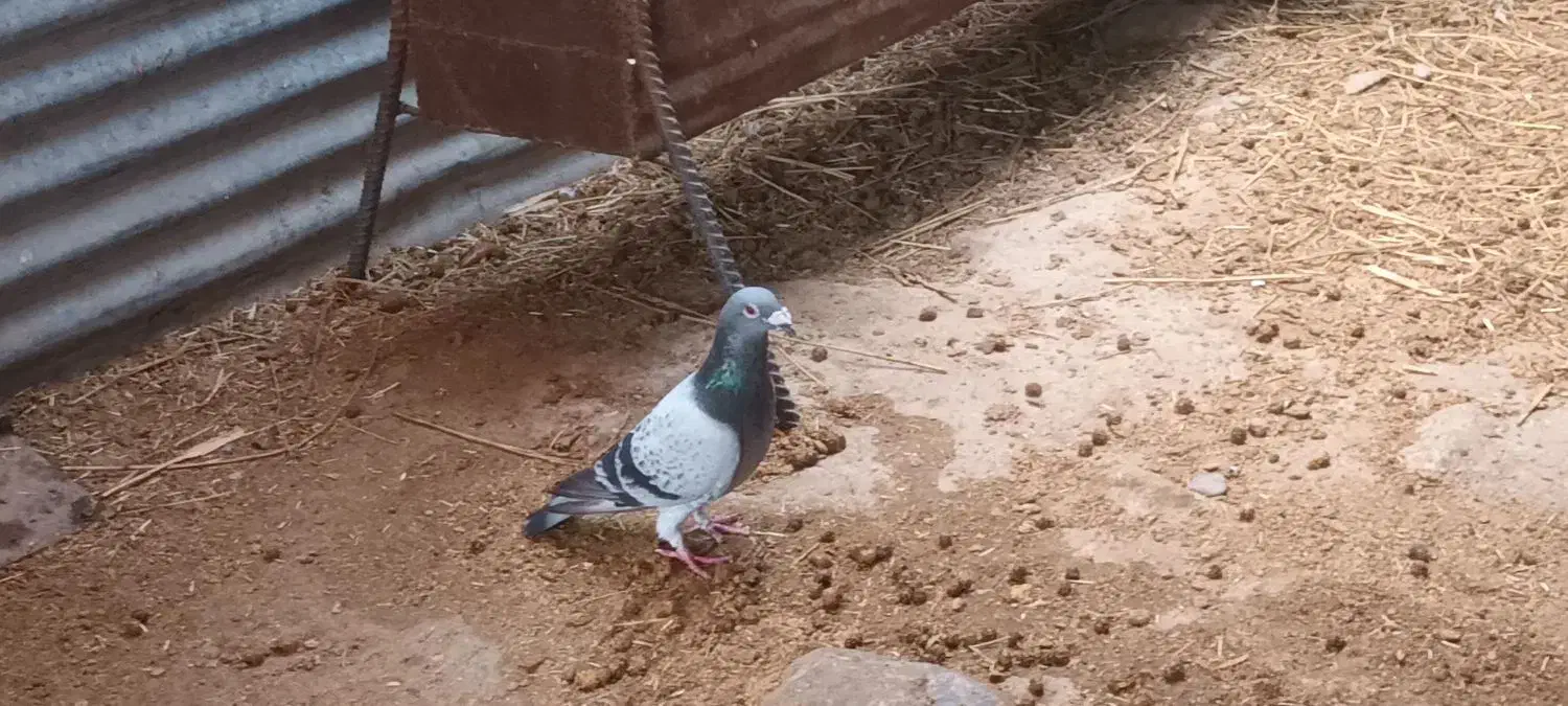 پلاکی|پرنده|آبدانان, |دیوار