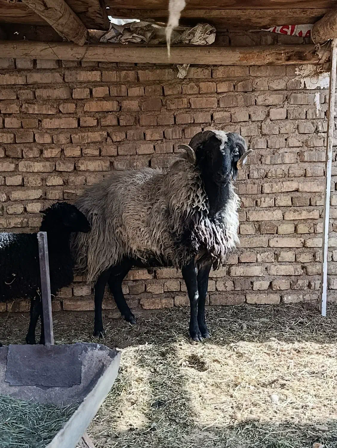 قوچ شیشک|حیوانات مزرعه|جوادآباد, |دیوار