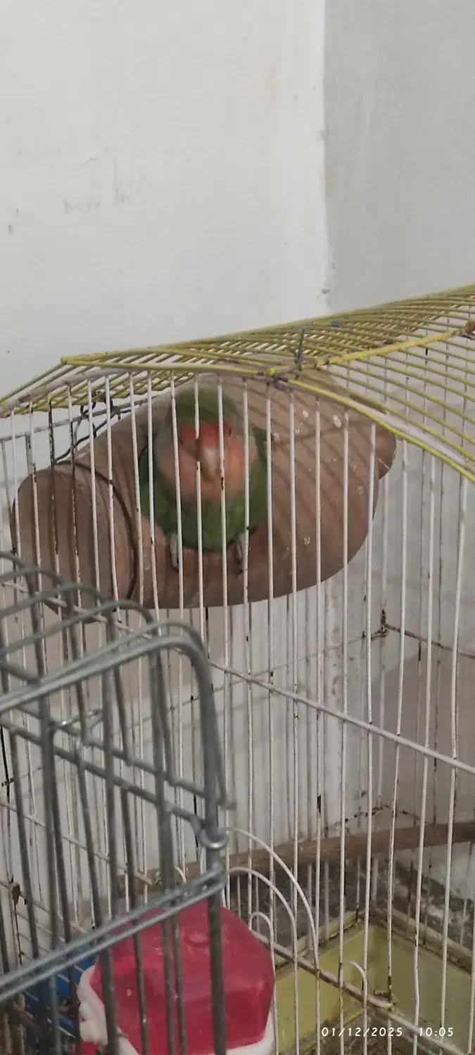 عروس هلندی و طوطی برزیلی|پرنده|همدان, |دیوار