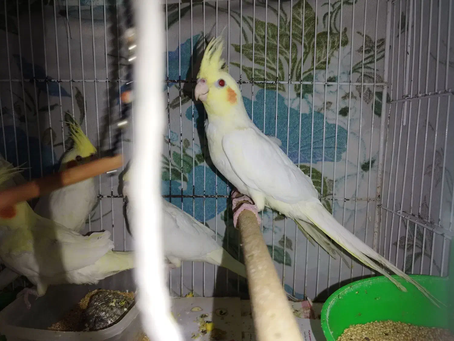 طوطی هلندی لوتینو|پرنده|بابل, |دیوار