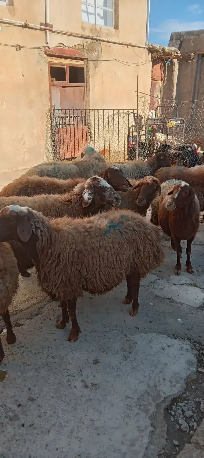 میش ابستن|حیوانات مزرعه|کلیائی, |دیوار