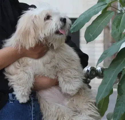 سگ شیتزو|سگ|تربت جام, میرقوام الدین|دیوار